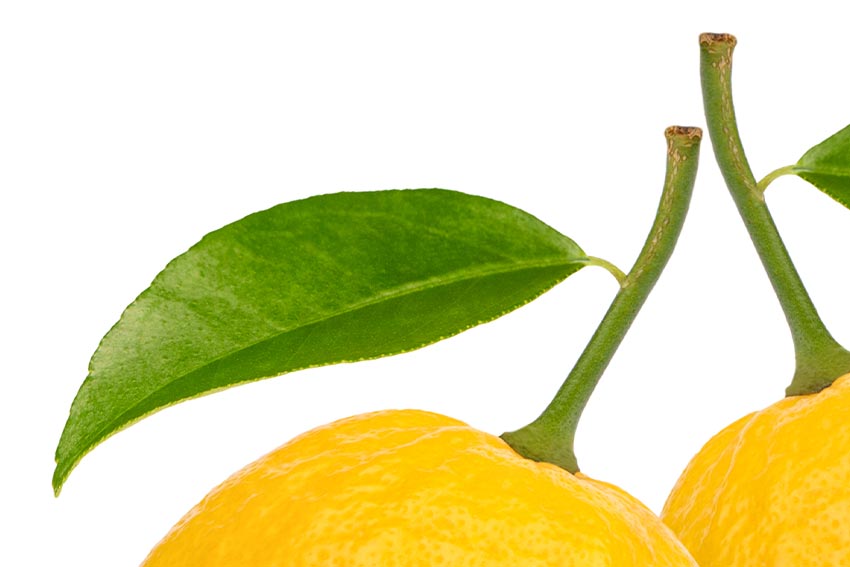 لیمو لایه باز